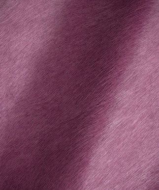 Hair on Hide Orchid