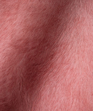 Hair on Hide Rose