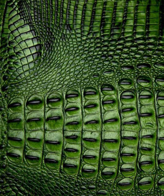 Italian Hornback Emerald Green