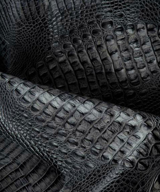 Italian Hornback Grey