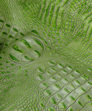 Italian Hornback Lime