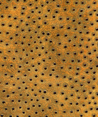 Ostrich Sahara Sun