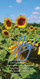 Church Banner featuring Field of Sunflowers with Joy Theme