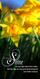 Church Banner featuring Daffodils with Let Your Light Shine Theme