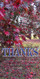 Church Banner featuring Japanese Maples in Fall with Thanksgiving Theme