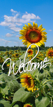 Church Banner featuring Field of Sunflowers for Welcome Banner