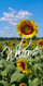 Church Banner featuring Field of Sunflowers for Welcome Banner