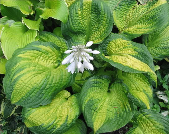 Hosta Brother Stefan Hosta Brother Stefan