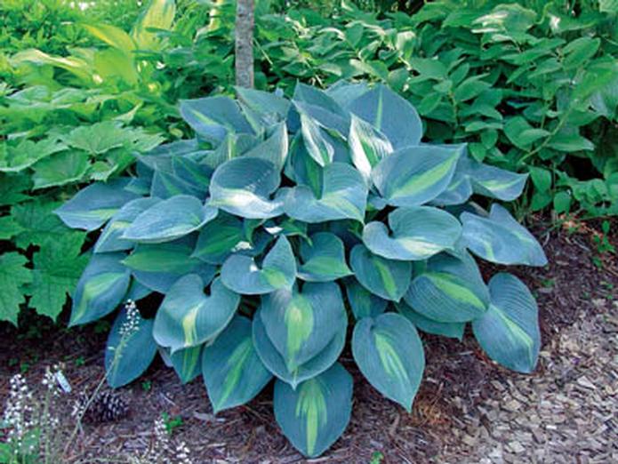 Hosta Touch of Class Hosta Touch of Class