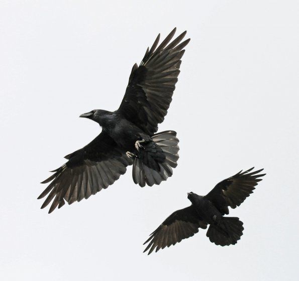 2-ravens.jpg