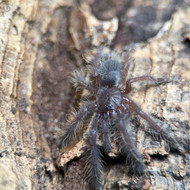 Omothymus violacepes