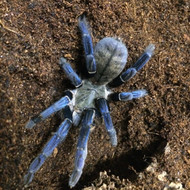 Cyriopagopus lividus 
