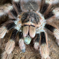 Nhandu coloratovillosus Female