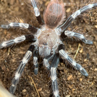 Vitalius chromatus Female