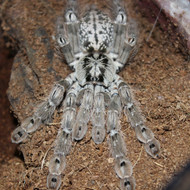 Heteroscodra maculata