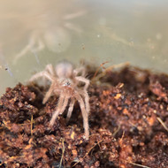 Lasiodora klugi