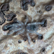 Nhandu coloratovillosus 