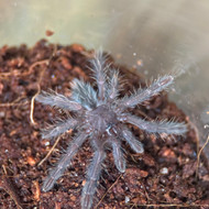 Phormingochilus hatihati