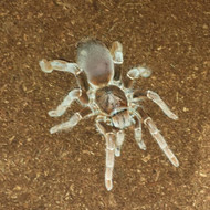 Pelinobius muticus 
