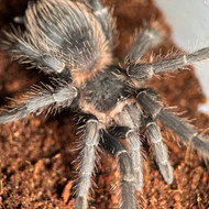 Lasiodora parahybana