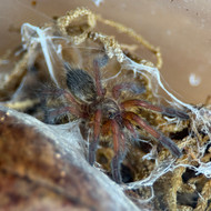 Harpactira pulchripes 3/4-1"