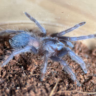 Lasiocyano sazimai 1.5"