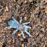 Eupalaestrus campestratus