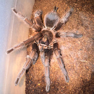 Phormictopus cancerides Male