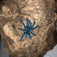 Caribena versicolor