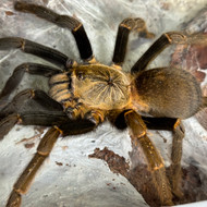 Encyocratella olivacea  Female