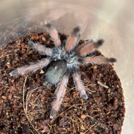 Psalmopoeus pulcher