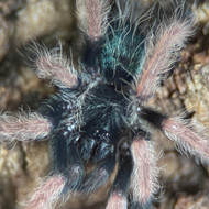 Psalmopoeus pulcher
