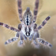 Poecilotheria vitatta 