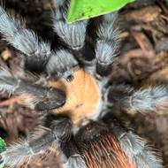 Brachypelma albiceps Female 2