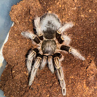 Aphonopelma seemani Female