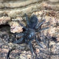 Aphonopelma seemani