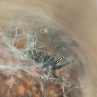 Heterothele villosella