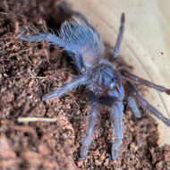 Lasiocyano sazimai Female