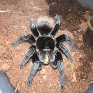Tlitocatl vagans Female
