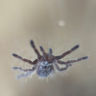 Ceratogyrus darlingi