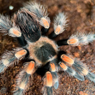 Brachypelma smithi Female