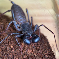 Mastigoproctus giganteus