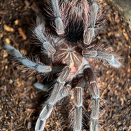 Pamphobeteus sp. Machala Female