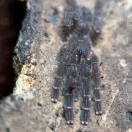 Phormingochilus arboricola