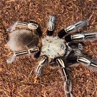Ephebopus murinus Female