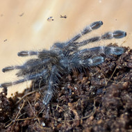 Poecilotheria striata 