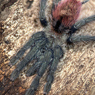 Thrixopelma ockerti Female