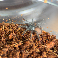 Monocentropus balfouri