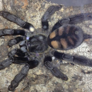 Free Psalmopoeus irminia  @ $150