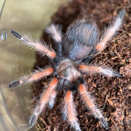 Brachypelma boemei 